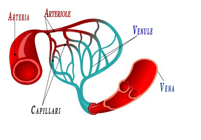 Circolazione capillare