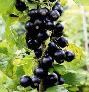 Ribes-nigrum2
