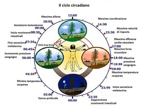 Ciclo-circadiano-web